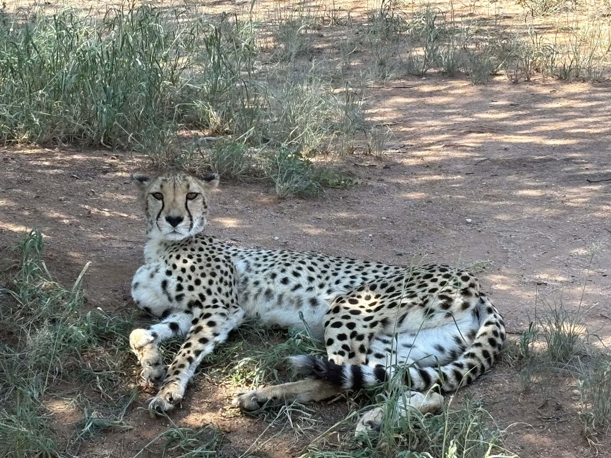 Cheetah