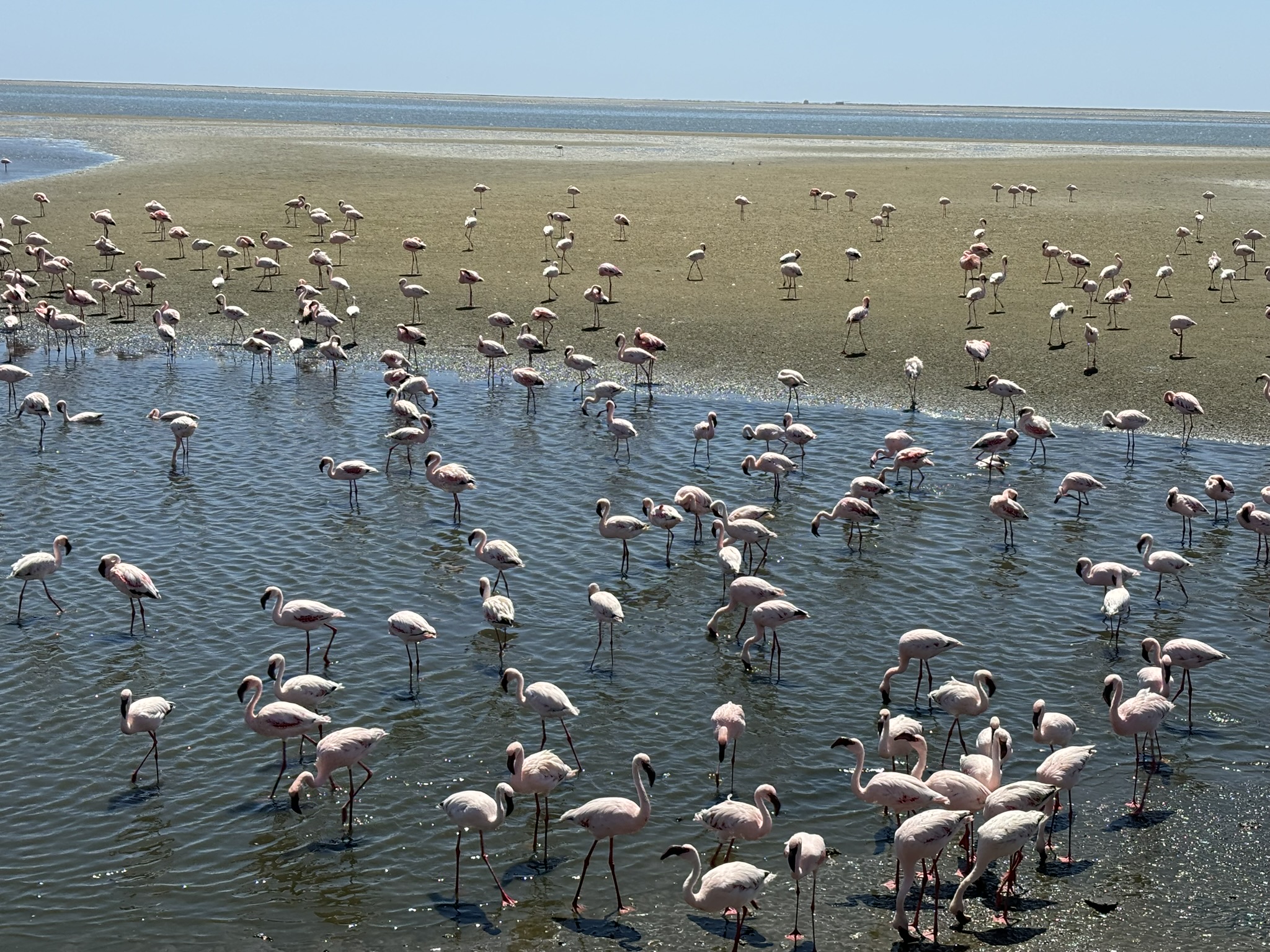 Flamingos